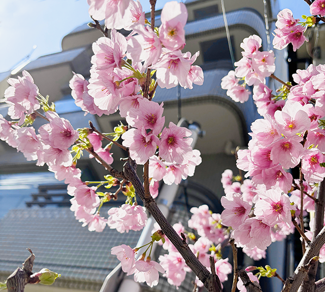 綺麗になく桜の花