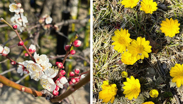 梅の花と福寿草