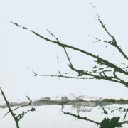 Tenhi: Vare