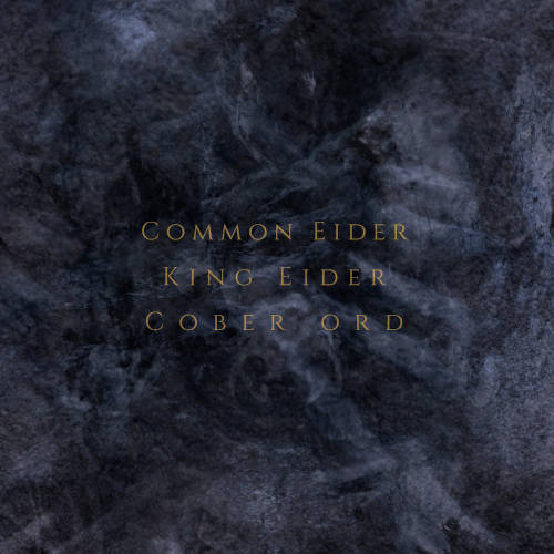 Common Eider, King Eider & Cober Ord: Palimpseste 【予約受付中】