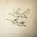Near The Pond: Wild Geese 【予約受付中】