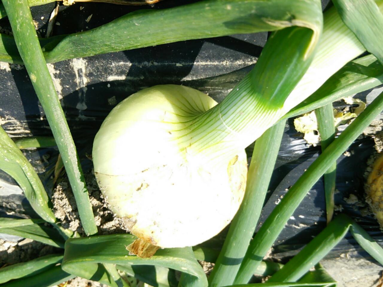 無農薬　新たまねぎ（早生種）　熊本県産（八代・福間さん）　1ｋｇ　　