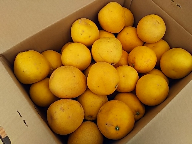 訳あり果実　熊本県産　河内晩柑（ジューシーオレンジ）　5ｋｇ　