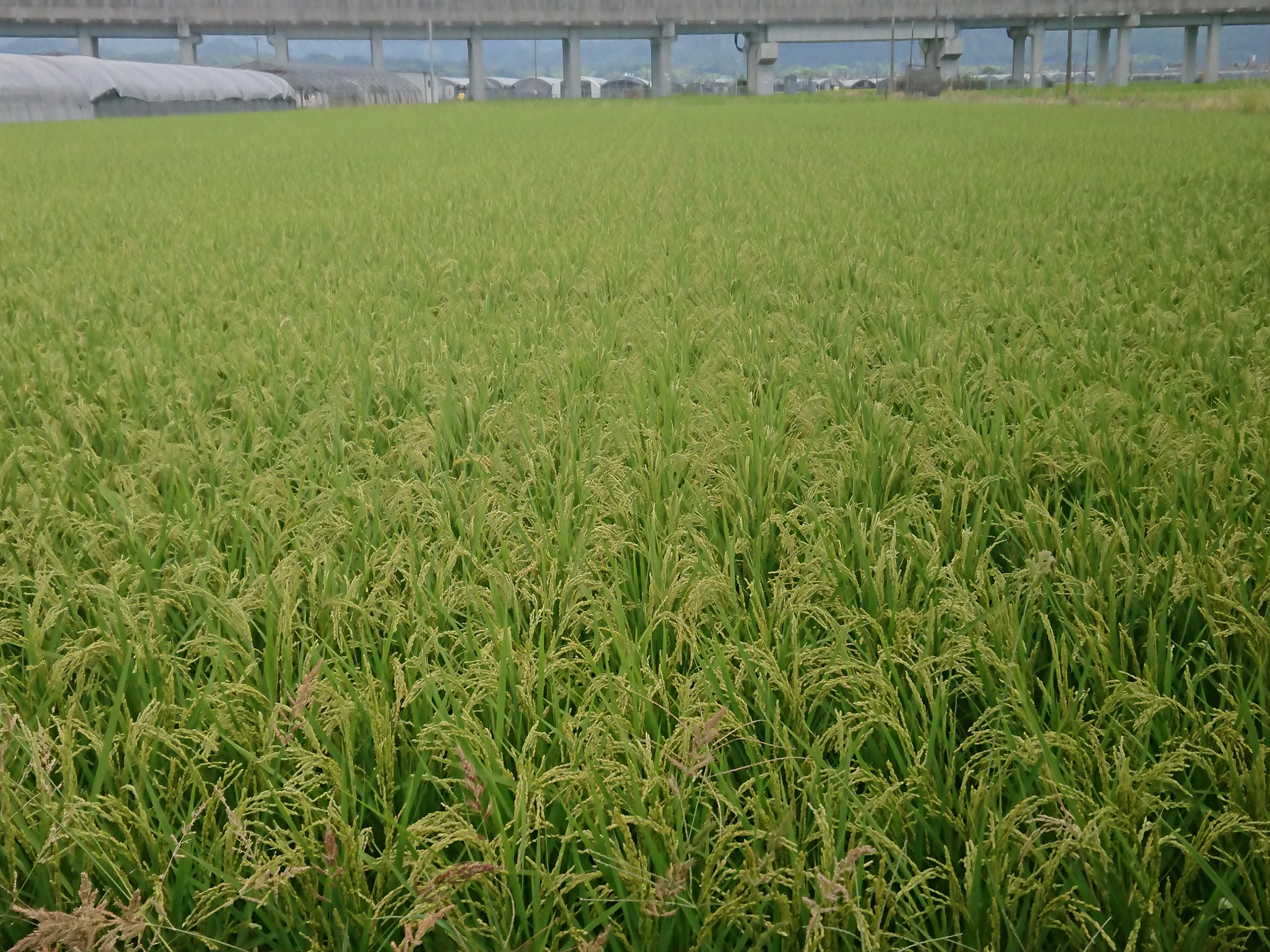 送料無料★2018自然栽培ササニシキの12年目・無洗米（精米）20ｋｇ★無農薬☆無肥料☆自家採種☆冬期湛水