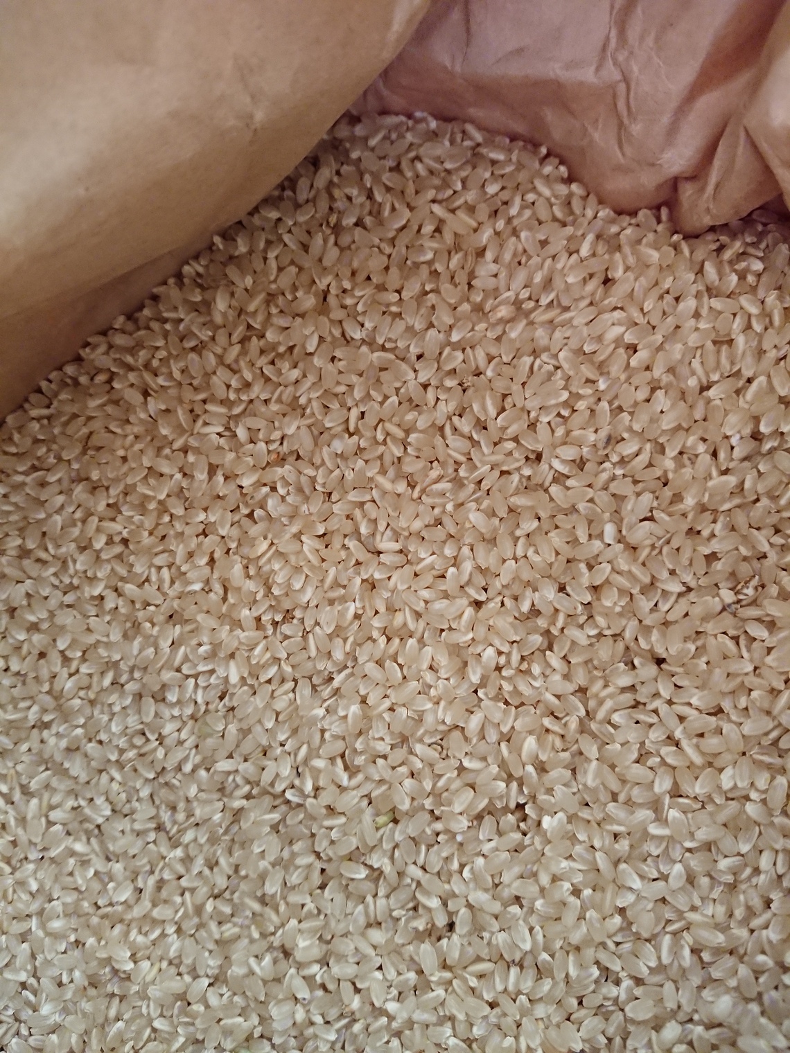 訳あり【自然栽培米】新米　2018　ササニシキの12年自家採種　オーガニック　熊本県産　無肥料無農薬　　福間さんの冬期湛水自然栽培米・玄米　5kg