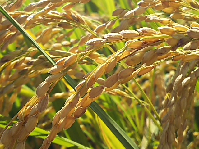 イベント送料無料【自然栽培米】玄米5ｋｇ　H27年度　オーガニック　熊本県産　無肥料無農薬　