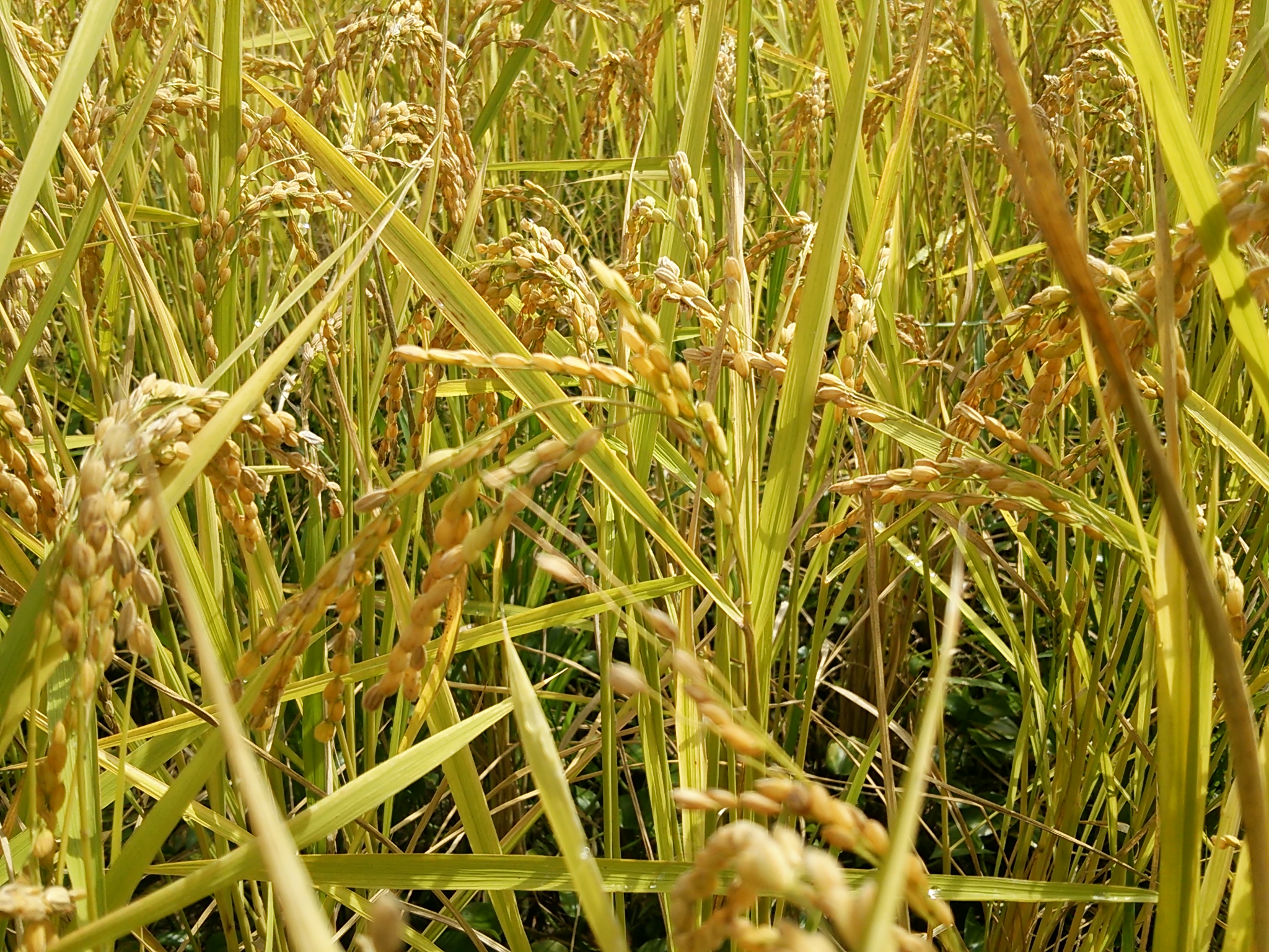 イベント送料無料【自然栽培米】白米5ｋｇ　H28年度　オーガニック　熊本県産　無肥料無農薬　