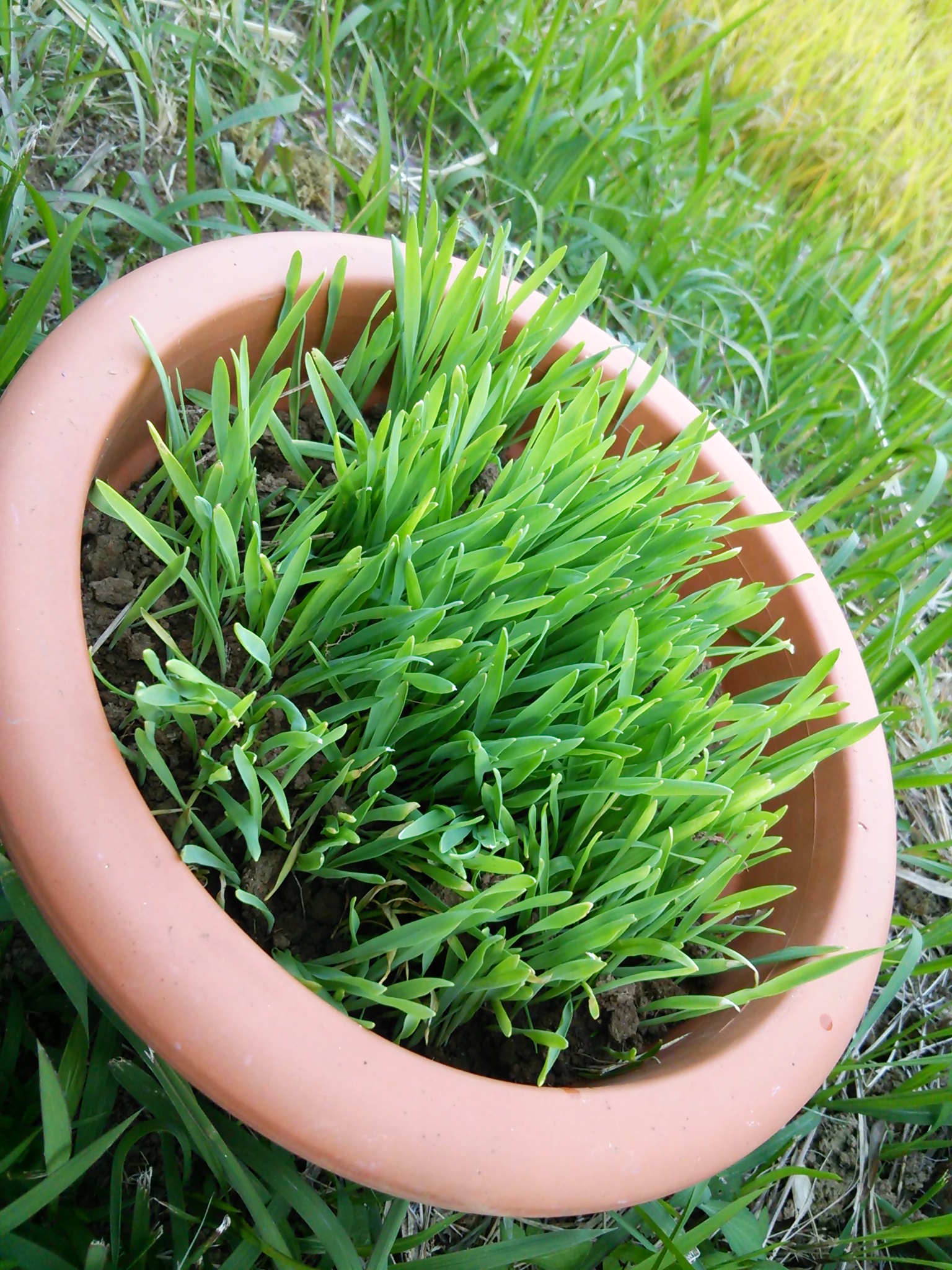 オーガニック　 キャットグラス・猫草　　　国産・自家採種エン麦