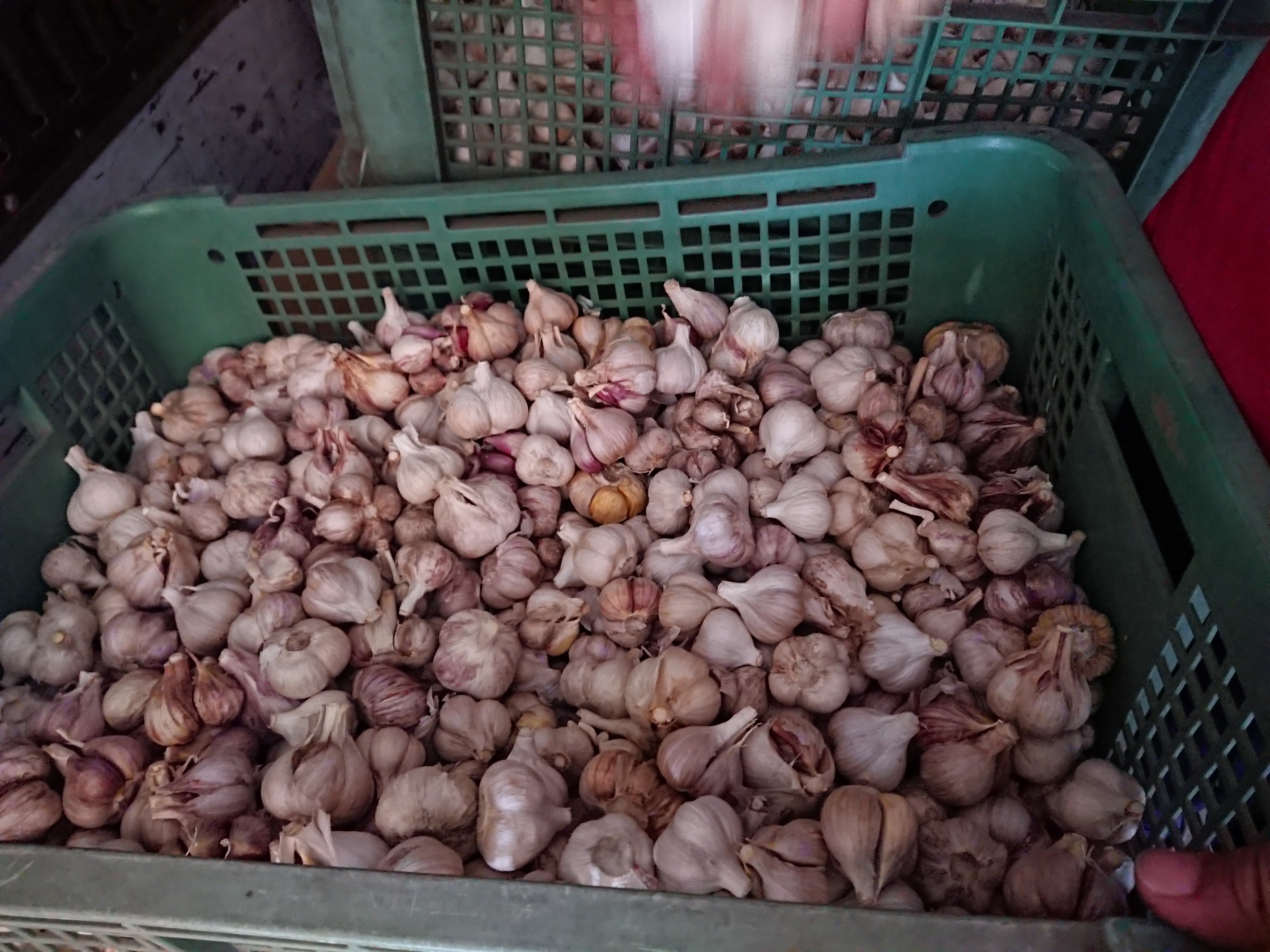 U様専用・関西　【自然栽培】 2020国産新にんにく　　宮崎・八重桜会　固定・在来種100ｋｇ