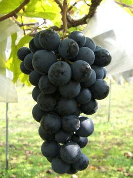 【自然栽培】熊本産葡萄ベリーA　1ｋｇ　無農薬・無肥料　クール便（簡易包装）　７/25ころ収穫・発送