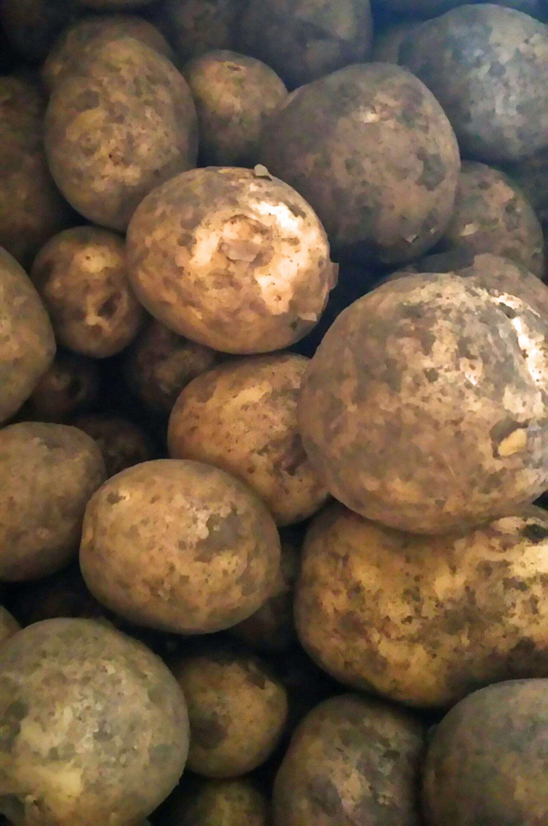 【自然栽培】2017  春じゃがいも　　宮崎・八重桜会“川越俊作さん”　自家採種デジマ　新ジャガ2.7ｋｇ