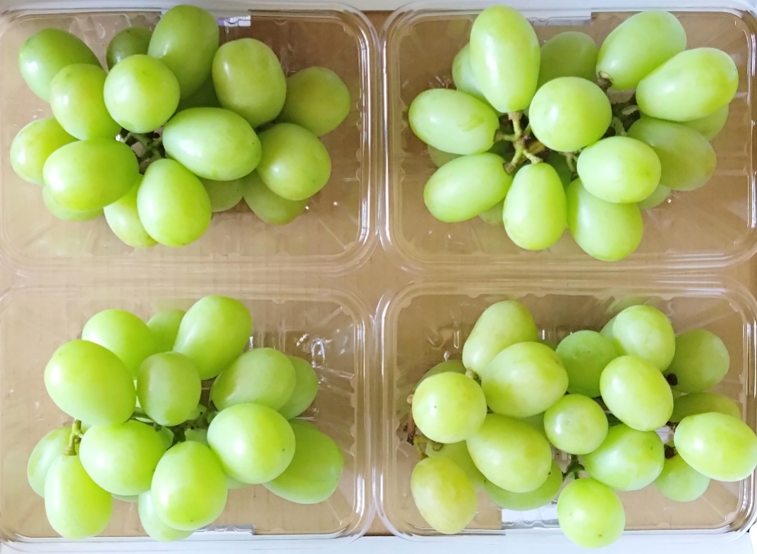 熊本県産☆シャインマスカット秀品約1.2kg(300g×４パック）1箱