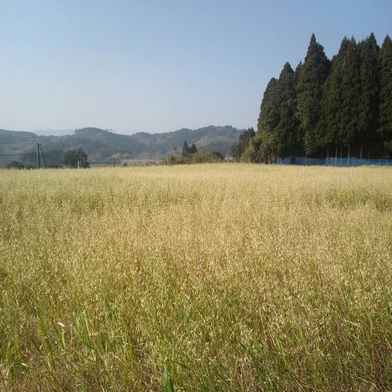 【自然栽培】オーガニック　緑肥　土つくり用自家採種　宮崎県産　エン麦　1kg　