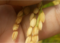 【自然栽培】お米の美味しい熊本県産　菊池七城・無農薬・無肥料　白米５ｋｇ　ひのひかり３年目　