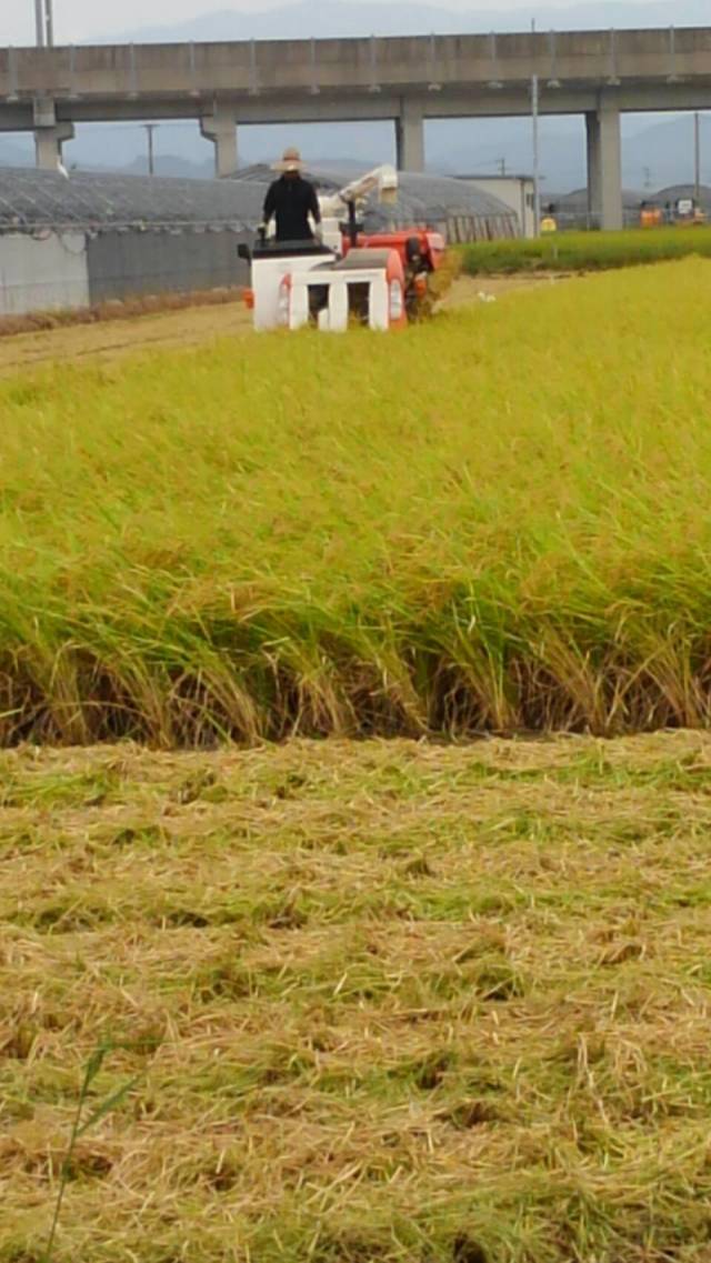 【自然栽培】ササニシキの15年目冬期湛水自家採種無肥料無農薬・玄米3kg　レターパック