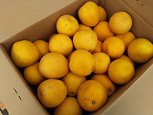 訳あり果実　熊本県産　河内晩柑（ジューシーオレンジ）　5ｋｇ　