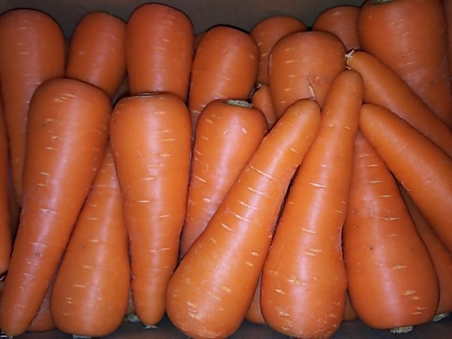 こだわり八百屋の【熊本県産】　オススメ産直フレッシュ  　大津町の春にんじん1ｋｇ