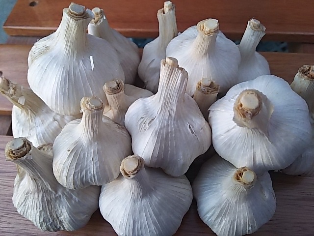 【自然農法・無農薬】新月に植えた奈良産にんにく5kg〜【一粒万倍日限定】 自然農法・無農薬】新月に植えた奈良産にんにく5kg〜【一粒