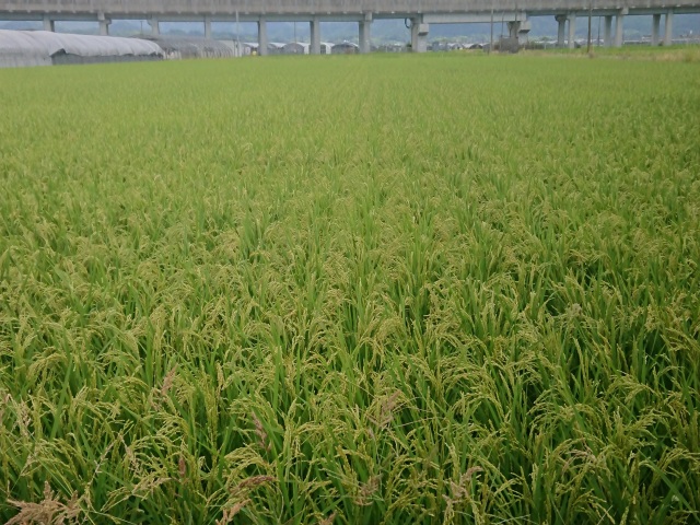 送料無料★2018自然栽培ササニシキの12年目・無洗米（精米）20ｋｇ★無農薬☆無肥料☆自家採種☆冬期湛水