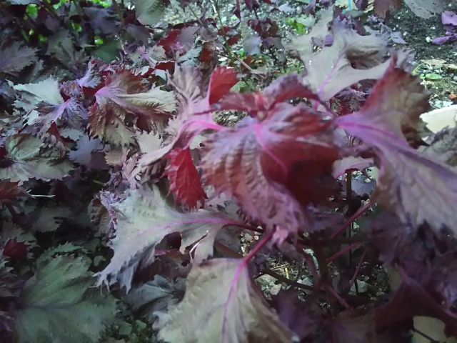 雨のためストップです・このまま終売かも？？2019★自然農法【自然栽培】 熊本産　完全無施肥・無農薬　自生・赤紫蘇　200ｇ　