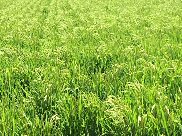 新米★【自然栽培】ササニシキの１7年目自家採種・無肥料・無農薬・冬期湛水　無洗米４ｋｇ～2023秋収穫★ラスト