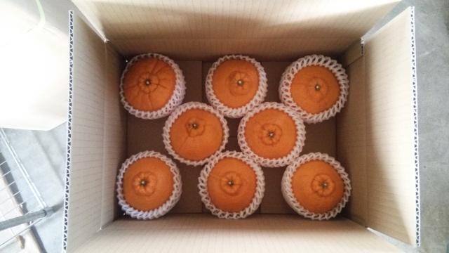 【自然栽培】熊本県産でこぽん　限定品大玉8玉希少品　Yes organic farmオリジナル1不知火果実