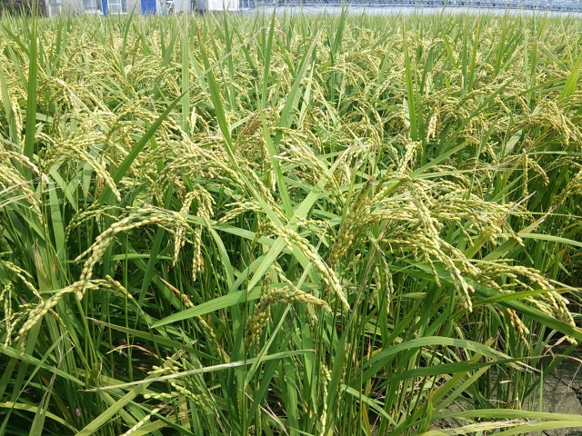 【自然栽培】熊本県産“福米”30年度　10kg精米　冬期堪水・自家採種・自然栽培米ひのひかり9年目
