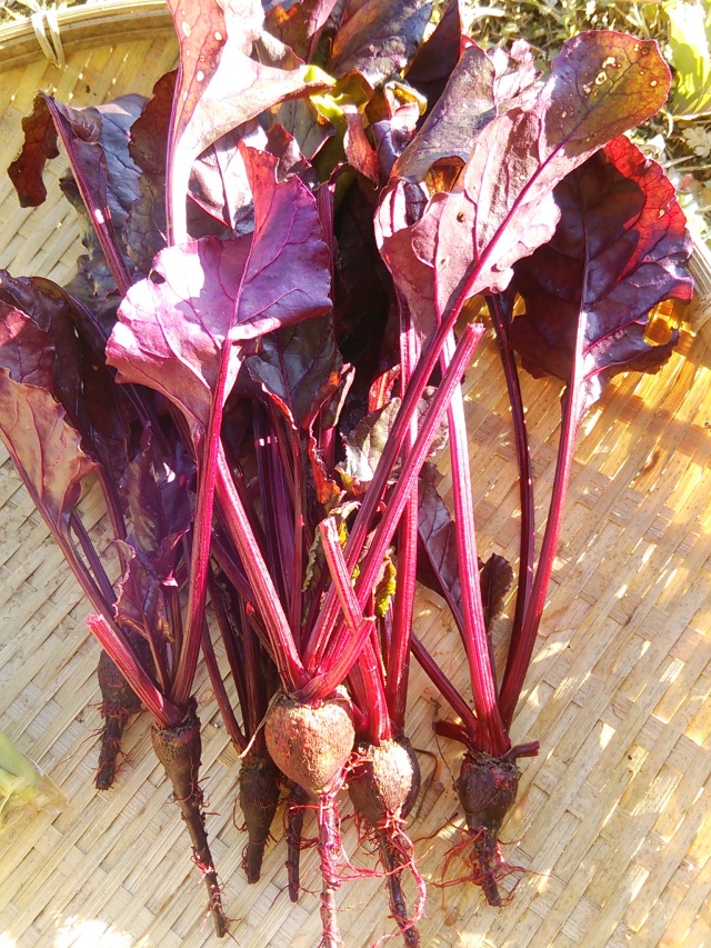 【自然栽培】食用・ビーツ　Yes organic farm 完全無肥料・無農薬栽培　熊本県産　ケーキやお菓子作りに