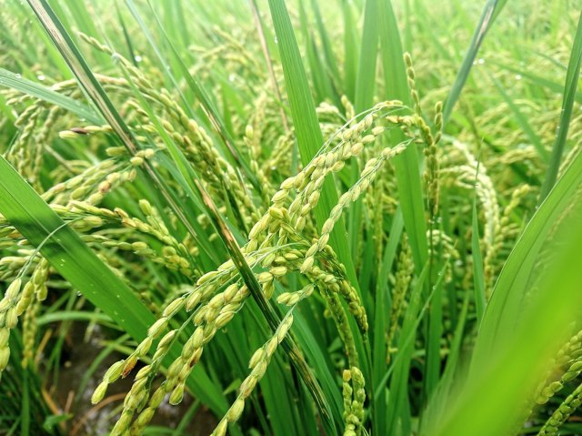 【一般の方】自然栽培米・玄米☆2020秋収穫☆熊本県産ひのひかりの自家採種6年目★冬期湛水★無肥料無農薬10ｋｇ