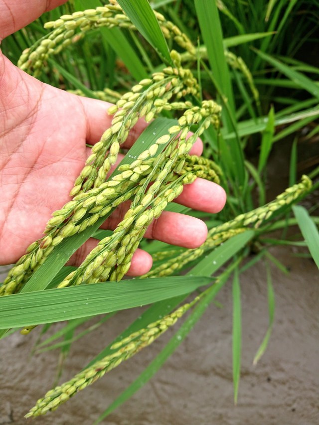 古田さま専用☆送料無料★2020ササニシキの14年目☆自然栽培☆無肥料☆無農薬☆自家採種☆冬期湛水★福米ササニシキ玄米20ｋｇ