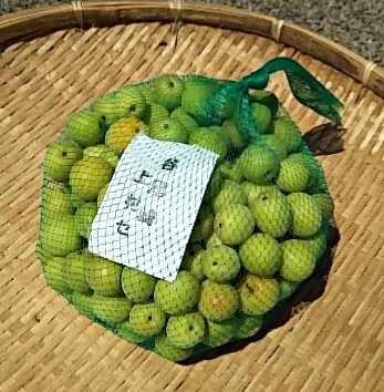 こだわり八百屋の【熊本県産】　オススメ産直フレッシュ  大梅　1ｋｇ