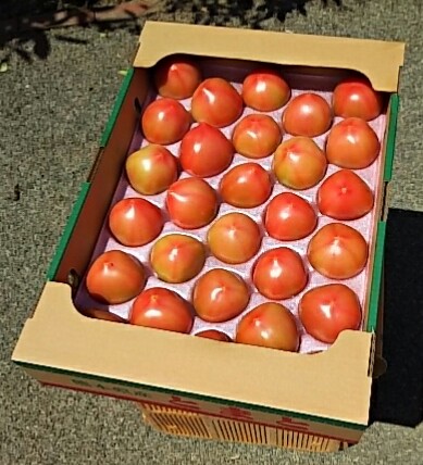 【有機栽培】有機JAS　熊本県産　肥後あゆみの会澤村さん　夏トマト　4ｋｇ箱