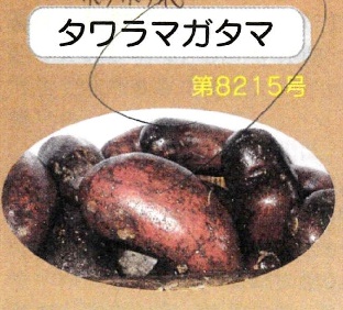 順次発送中【自然栽培】じゃがいも2kg 2025長崎県産・固定種(タワラマガタマ)無肥料無農薬自家採種