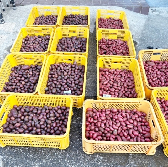 毛利様ご依頼分自然栽培じゃがいも12kg(6セット)