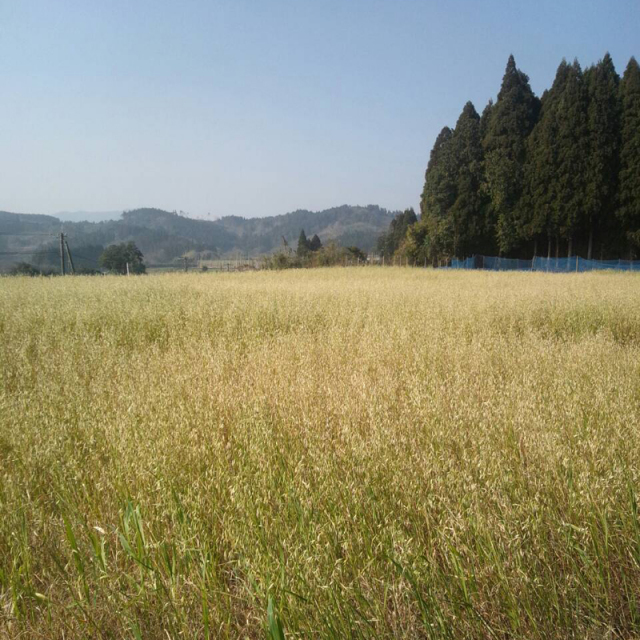 【自然栽培】オーガニック　緑肥　土つくり用自家採種　宮崎県産　エン麦　1kg　