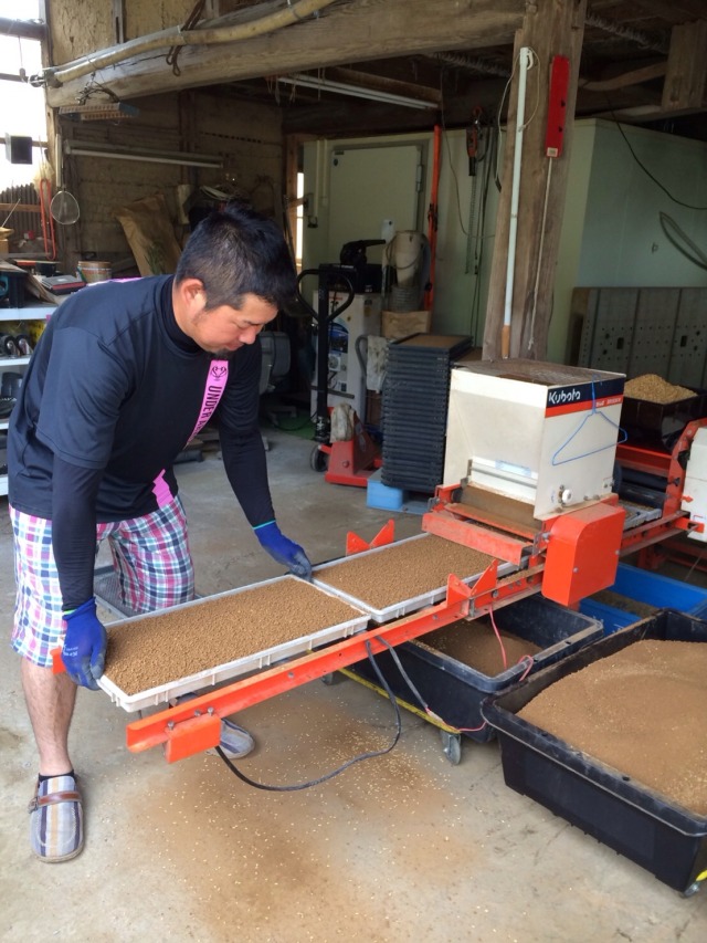 松さま専用になります 自然栽培米2026 熊本県産ひのひかり 無洗米10キロ 無肥料無農薬栽培 自家採種