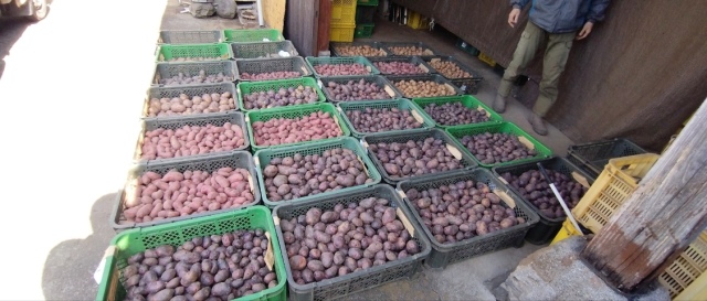 訳アリ小粒じゃが 2kg 【自然栽培】グランドペチカミニ2kg 長崎県産じゃがいも 無肥料無農薬栽培 自家採種