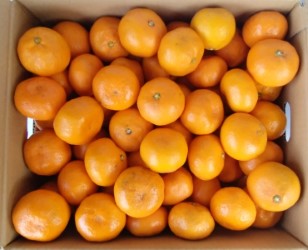 熊本産早生温州みかんMサイズ10kg☆こだわり八百屋の産直フルーツ★種がなく中身の包袋の薄い甘くておいしいみかんです