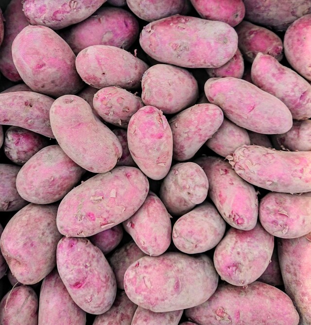 訳アリ★タワラヨーデルミニ【自然栽培】長崎県産じゃがいも　無肥料無農薬栽培　自家採種