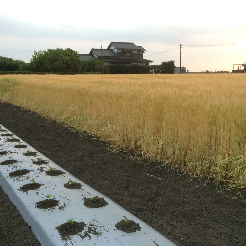 【自然栽培】オーガニック　緑肥　土つくり用自家採種　大麦　1kg　福岡県産