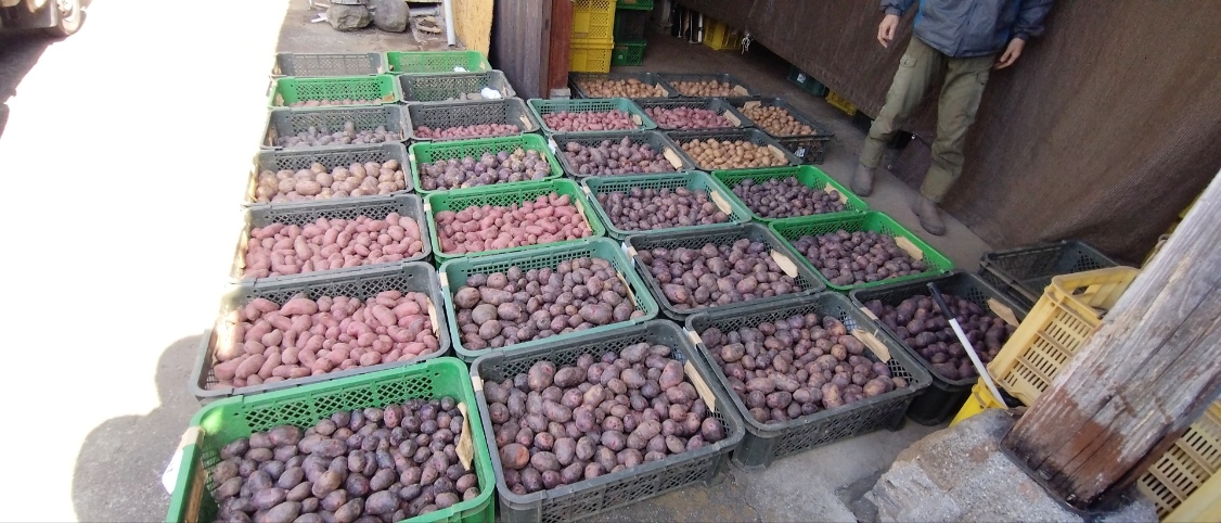 訳アリ小粒じゃが　2kg 【自然栽培】グランドペチカミニ2kg 長崎県産じゃがいも　無肥料無農薬栽培　自家採種
