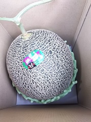 【熊本産】ギフトやお礼返しにオススメ！高糖度・肥後グリーンメロン　1玉 （3Ｌ～）産直フレッシュ便　