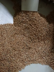 ★種モミ★　自然栽培米　～ササニシキの12年～　熊本県2018年秋収穫　☆自家採種・無肥料・無農薬　冬期淡水栽培　5ｋｇ