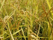 イベント送料無料【自然栽培米】白米5ｋｇ　H28年度　オーガニック　熊本県産　無肥料無農薬　