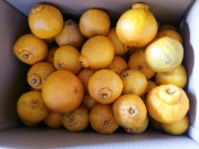 【自然栽培】しらぬい５kg　熊本県産　Yes organic farmオリジナル　規格外品 無農薬・無化学肥料・除草剤不使用　