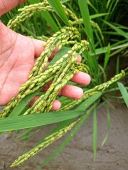 古田さま専用☆送料無料★2020ササニシキの14年目☆自然栽培☆無肥料☆無農薬☆自家採種☆冬期湛水★福米ササニシキ玄米20ｋｇ