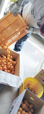 【自然栽培】池田さんの早生温州みかん10ｋｇ～　無施肥無農薬無除草剤ほか天然由来を含め薬剤等は一切不使用の安全かつ安心のみかんです！