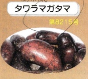 無農薬　無肥料　熊本県産　シャドークイン　10kg 無農薬 無肥料 熊本県産 シャドークイン 10kg｜Yahoo!フリマ（旧