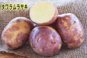 【自然栽培】じゃがいも2kg　2026長崎県産・固定種（タワラムラサキ）無肥料無農薬栽培自家採種