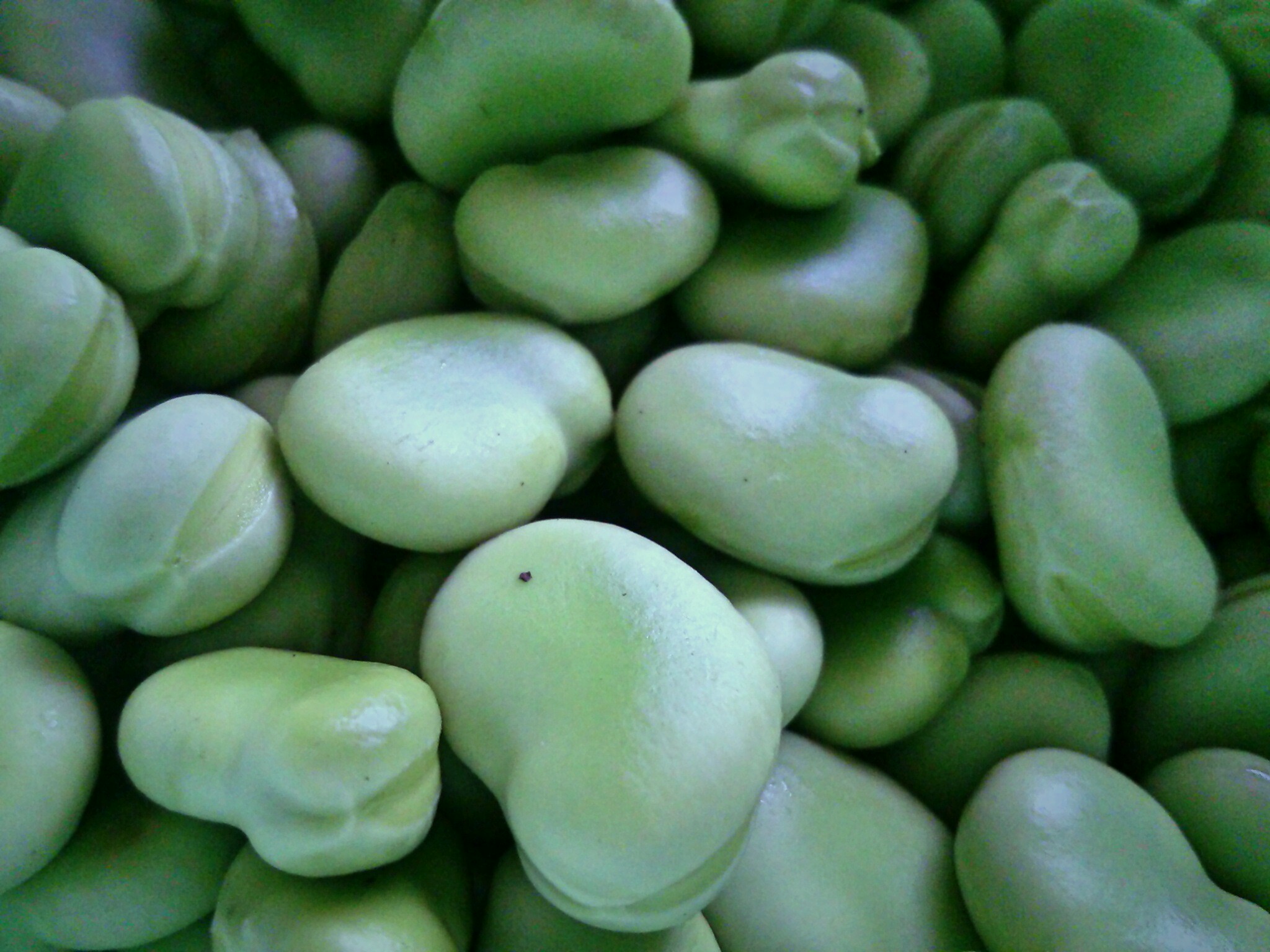 【熊本県産】　オススメ　そらまめ（皮つき）　無農薬　2ｋｇ 産直フレッシュ便